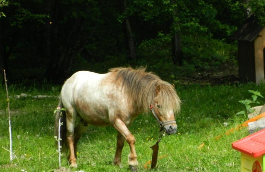 Pensiunea Valea Negrasului Trăisteni Exteriér fotografie